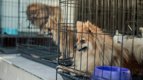 New York’s pet sale ban enters into force this week