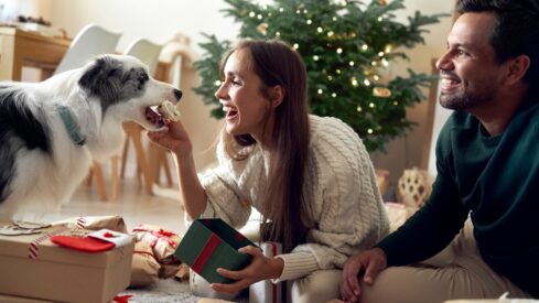 Christmas shopping trends: UK reports growth in pet gifts, with decline expected in the US