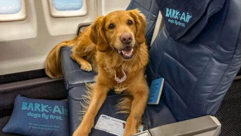 BARK’s new airline hits  million in revenue in previous quarter