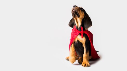 These iconic brands have ventured into the pet industry