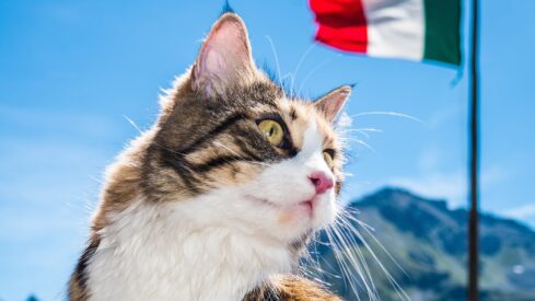 VAT update: Italy confirms higher tax on pet litter