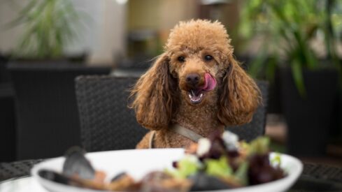 Singapore eases food license rules for pet-friendly outdoor dining