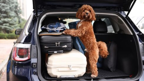 Is travelling with pets a growing trend among Japanese pet parents?