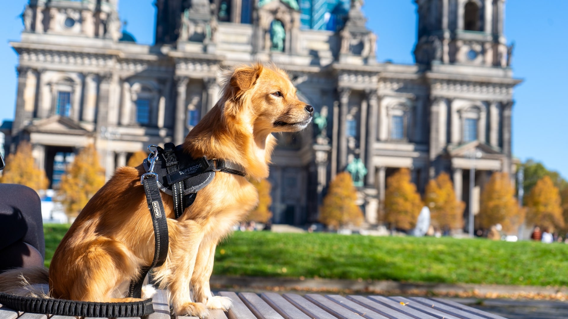 German pet market (I): Stability at €7 billion in 2024