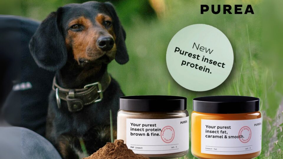 Purest insect proteins and fats