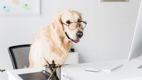 Fresh capital: recent funding rounds shaping the pet industry