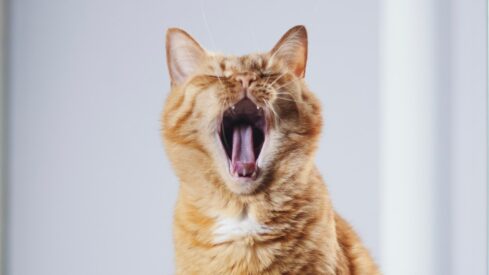 An end to doggy domination?