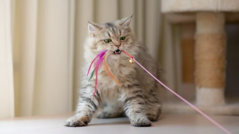 Play time: e-commerce, subscriptions and standards