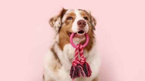 New data unpacks consumer habits in pet toys