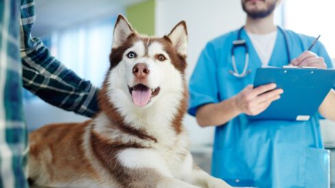 Exploring the potential of spray-dried porcine plasma in canine health