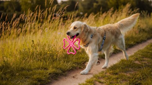 FIBSY: a tug toy made for two (or more)!