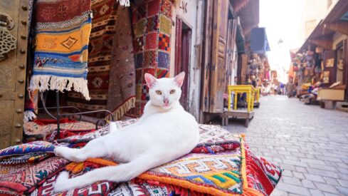 Moroccan pet owners face strict rules under new animal law
