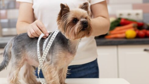 Weighing the risks: Why pet obesity remains a blind spot for many owners