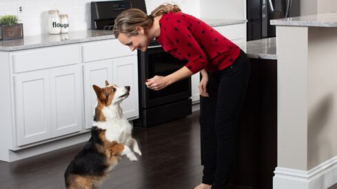 Palatants in pet pharma and supplements: elevating health through taste