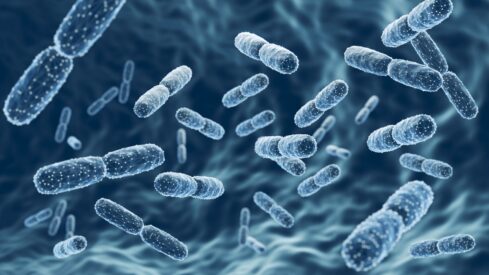 The potential of pet gut microbiota modulation