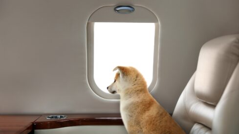 Global airlines and regulators reshape how pets fly