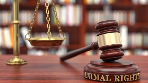 From invasive fish to pet cremations: US advances animal-related legislation