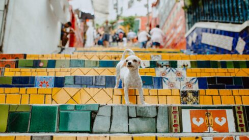 Country report: Brazilian pet market set for modest 3.5% rise in 2025