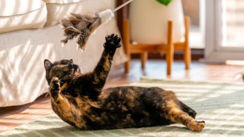 These are the countries that spend the most on pet toys