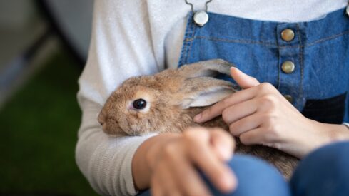 Data snapshot: changes in pet ownership across Europe