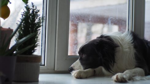 Awareness gap leaves pets out of UK wills