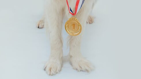 Pet Innovation Awards unveils 2025 winners across pet care categories