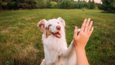 Zooming in on key pet industry deals in 2025