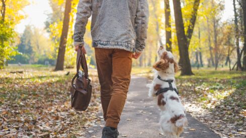 HR alert: leadership updates in the pet industry this autumn