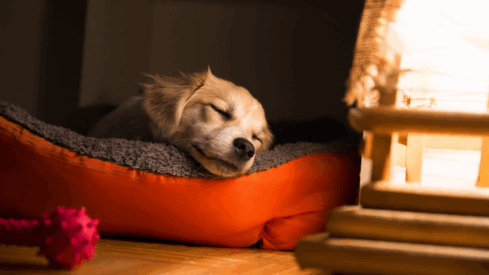 The pet bed market: Customizing comfort