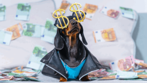 From AI to fresh food: pet players secure millions in investment