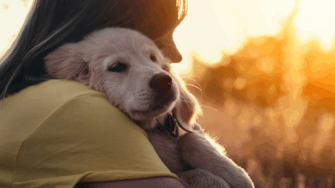 Rising costs pile pressure on US pet owners