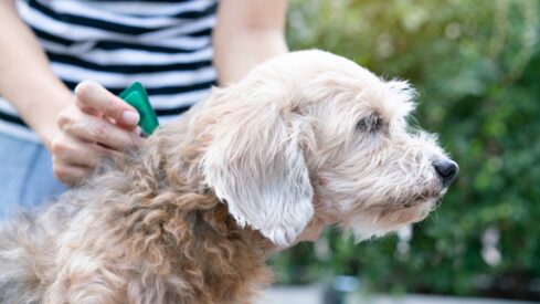 Flea and tick prevention gaps persist despite increased awareness