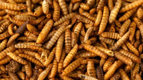 Bring on the bugs: the case for insect protein
