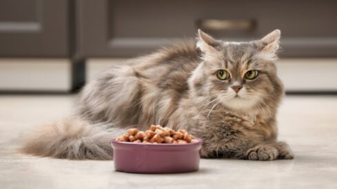 Seeking out opportunities for wet pet food