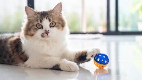 Top 5 preferred toys for pet owners – and why they buy them