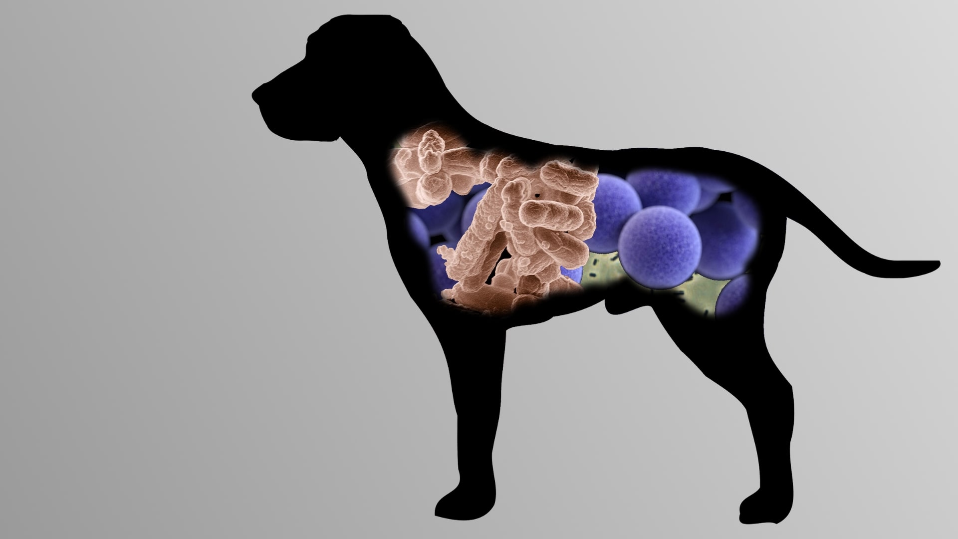 Curated visual reference: Picture Idea: Why The Intestinal Microbiome Matters In Pet Nutrition