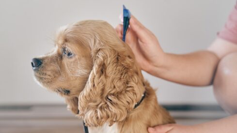 Flea and tick protection: attitudes of pet parents around the world