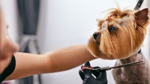 UK: New best-practice guidelines for pet groomers raise the bar