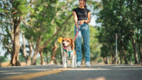Country report: Vietnam and Cambodia – Rising middle class drives pet boom in neighboring nations