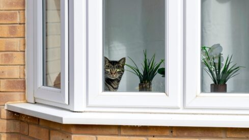 UK: Renters’ Rights Bill could unlock 1 million new pet requests