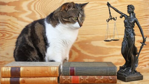 US, EU lawmakers push for new pet protection laws