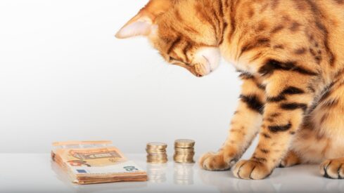 Inflation snapshot: Pet prices tick up in October, led by vet services