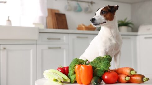Fresh food: an emerging market for pet nutrition
