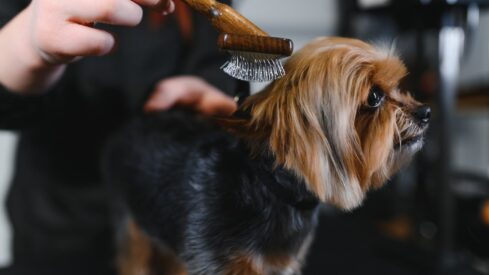 Building the professionalization of pet grooming