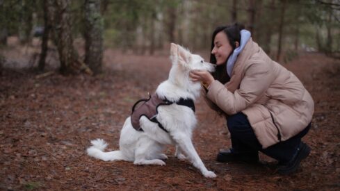 Premium dog accessories segment continues to expand