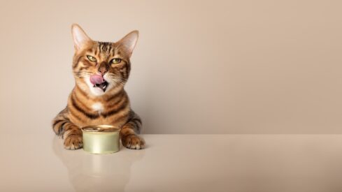 Pet food innovations lead the consumer pack