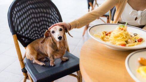 Regulators worldwide move to open restaurant doors to pets