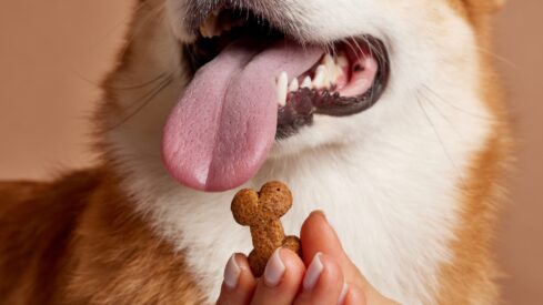 Crunchy, soft or lickable: pet treat preferences