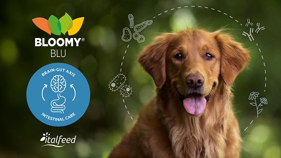 Natural innovation for optimal gut health in pets