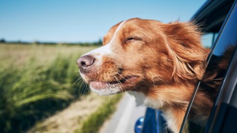 Amadeus forecasts a pet-first shift in global tourism for 2026